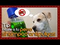 Tip: Shampoo casero para perros antipuglas y piel sensible