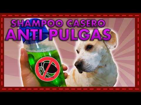 Video: Alternativa de champú para perros