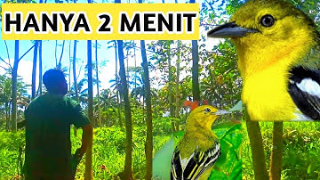 HANYA 2 MENIT ‼️ Cara Memikat Burung Sirtu atau Serpu atau cipoh Yang Susah Turun