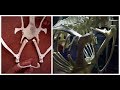 Articulation of Chicken Bones Quiz