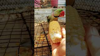 Mummy ek gilas Pani de do 🤣 short video