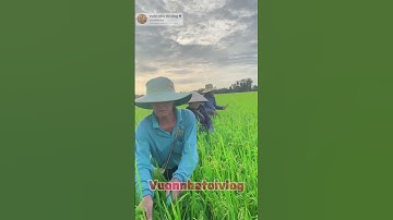 nghề cắt lúa ngọn mướn ở miền tây #shorts #mientay