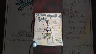 Human digestive system #youtubeshorts #_in #science #school project