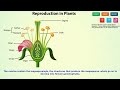 Reproduction in plants