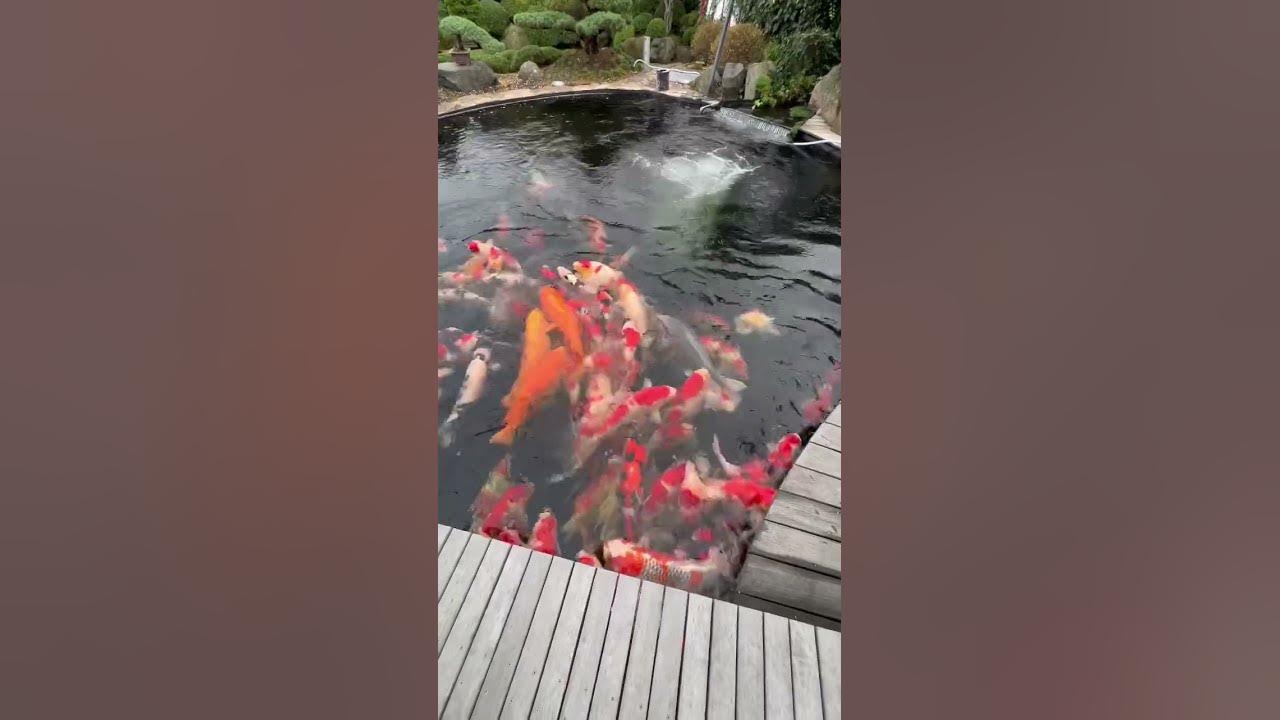 Zu Besuch bei Koi Fans Germany. Alexander Essel‘s Jumbo Koi Teich