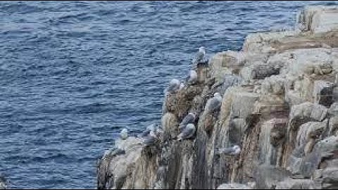 Farne Islands Bird Population Devastated by Avian Flu