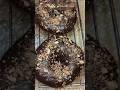 Fluffy and Airy Donuts 🍩 #donuts #youtube #viral #trending #youtubeshorts #food #sweet #chocolate
