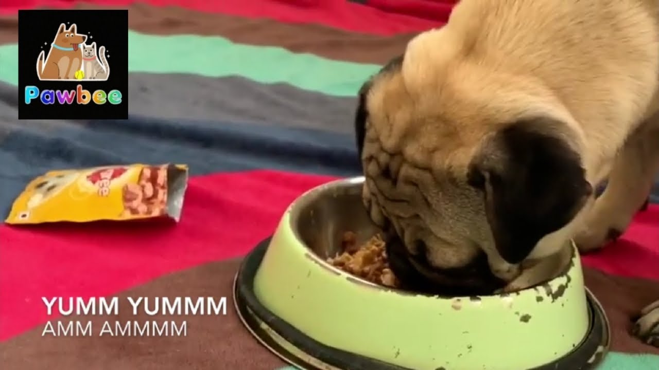 how to feed a picky pug - YouTube