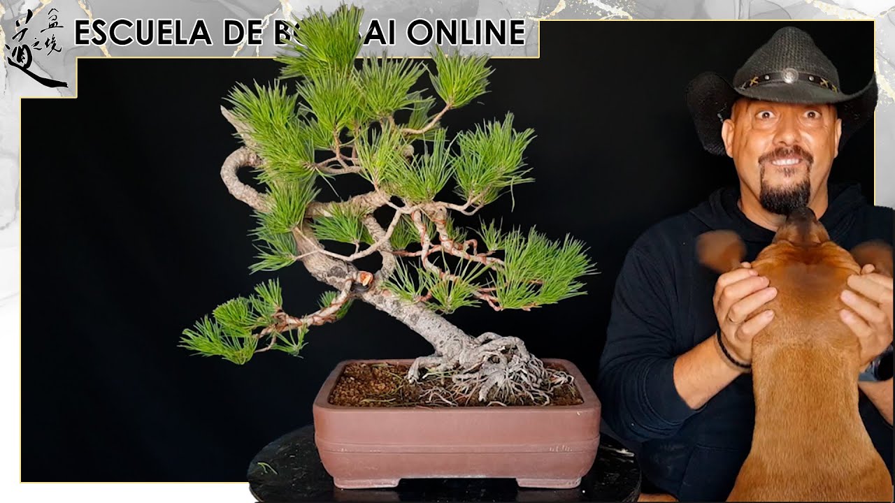 Convirtiendo En Bonsai Pino Pi onero De Vivero SEGUNDA RAMA Y ESPALDA convirtiendo-en-bonsai-pino-pi-onero-de-vivero-segunda-rama-y-espalda