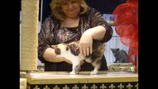 Cotton States CFA Cat Show - Manx Judging, 2016 by Jean Brown 1,356 views 7 years ago 24 minutes