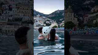 Swimming with our dog in Positano  #dog #samoyed #traveldog #positano