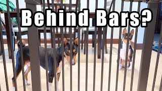 How To Keep Dogs Out Of The Kitchen || Safety Gate by FairyBaby by Basenji Adventures 306 views 1 month ago 1 minute, 39 seconds