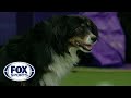 Check out the best of the 2019 wkc masters agility championship  fox sports