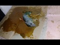 Rat trapped in glue