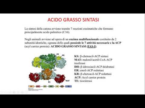 23. Biosintesi degli acidi grassi