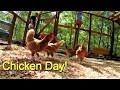 Chicken Day!  Tour of the chicken coop and first day owning chickens