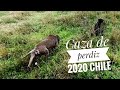 Caza de perdiz y tortolas chile 2020