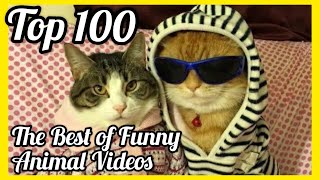 The Best of Animal Videos  Top 100 Animal Videos Compilation  Most Funny Cat Videos