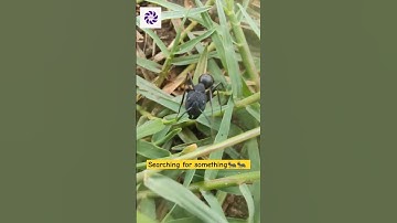 #asmr #nature #macrophotography ant is searching for something #antsworld #ant #macrolove #closeup