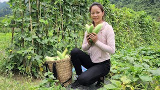 Poor Girl Harvest Melons To Sell And Make Bathhouses Lý Thị Tâm