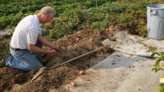20201008 2 Digging Potatoes In October