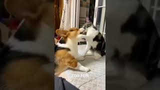 Кот против собаки | fight