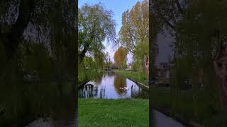 Small walking 6 am in Haarlem #netherlands #nature #birds