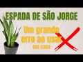 Espada de São Jorge a #planta da #proteção - #FengShui