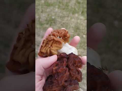 Как различить строчок