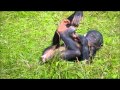 Bonobos @Apenheul