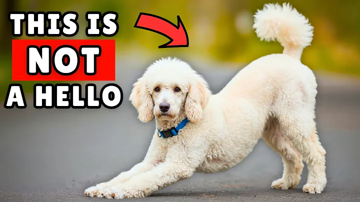 If Your Dog Stretches When They See You… This Is What It Really Means (And More!)