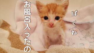 保護日目　ノミでいっぱいの子猫をシャンプー　おっとり可愛い茶トラの赤ちゃん　シャンプー姿が可愛い　保護猫