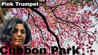 Pink trumpet, Tabebuia Avellanadae, Bangalore Cubbon park| must visit place #pinktrumpet#tabebuia