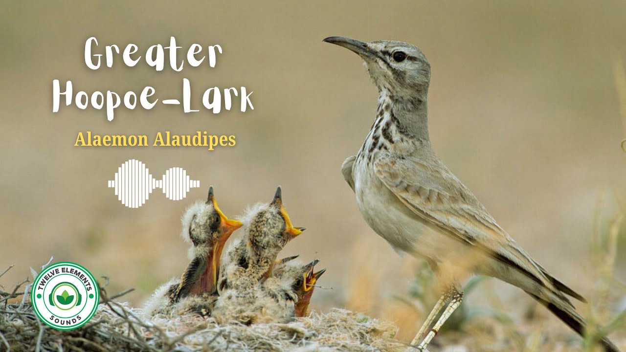 Bird Sounds - 10 Hours Relaxing Bird Singing, Relieving Stress and ...