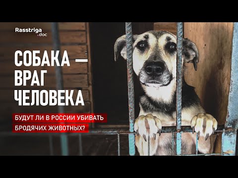 Собака - враг человека. Будут ли в России убивать бродячих животных? / Rasstriga.doc