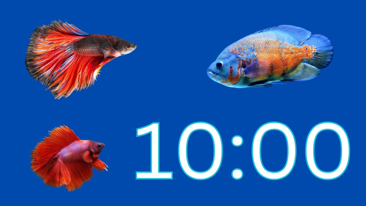 10 minute timer with music for classroom | Fish