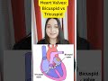 difference between bicuspid valve and tricuspid valve in heart. #ytshorts #viral