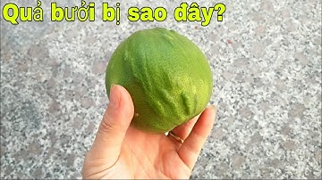Vì sao quả bưởi bị dị dạng || bưởi Rỏn