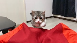 もちもちクッションに何度もダイビングパンチしちゃうもち猫