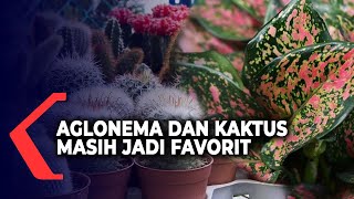 Aglonema dan Kaktus Jadi Favorit Penghobi Bunga Hias di Madiun