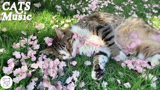 8 Hours of Calming Music for Anxious Cats  Cat Music for Deep Relaxation and Sleep, Music For Cats