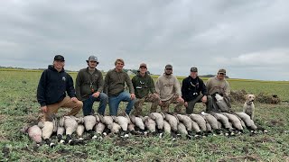 Minnesota Early Goose Pea Field Smash (We Shot A Band!)