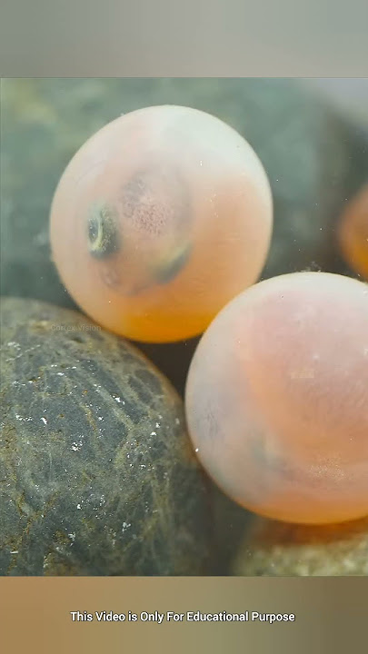 How are fish eggs fertilized #shorts