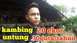 konsep ternak kambing yang menguntungkan - Durasi: 7.03. 