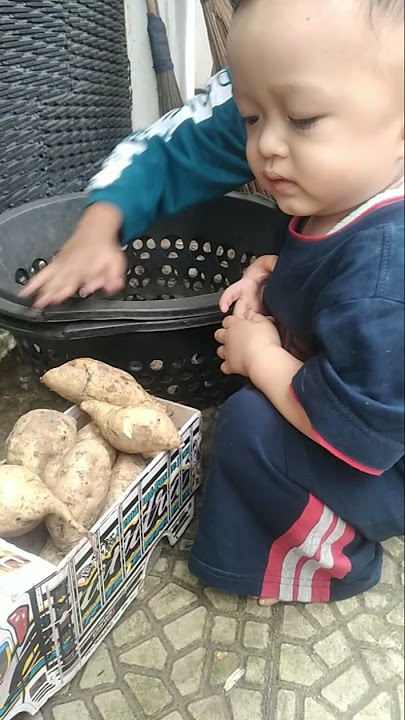 Panen ubi dari kebun #shorts #video #anaklucu #anakpintar