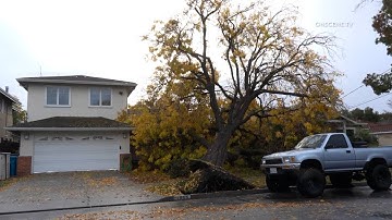 REDWOD CITY Tree into home