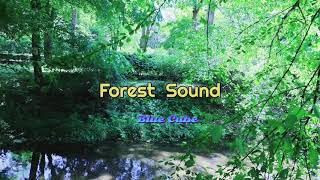 Nature Sound🌳Forest ASMR Birds Sound Healing Music Relaxing Sounds