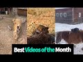 Best Animal Videos of the Month