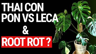 Best Medium for Thai Constellations – Leca or Pon? Is Your Thai Prone to Root Rot? by The Leca Queen 961 views 6 days ago 4 minutes, 29 seconds