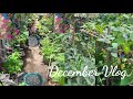 Howto grow vegetables seeds at home homegardeningyoutubeseedsbackyard